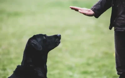 Köpeklerde Hızlı Öğrenme Yöntemleri