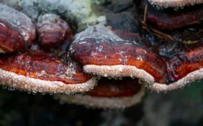 Doğal Takviye Olarak Reishi Mantarının Avantajları